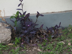 Tradescantia pallida