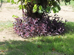 Tradescantia pallida