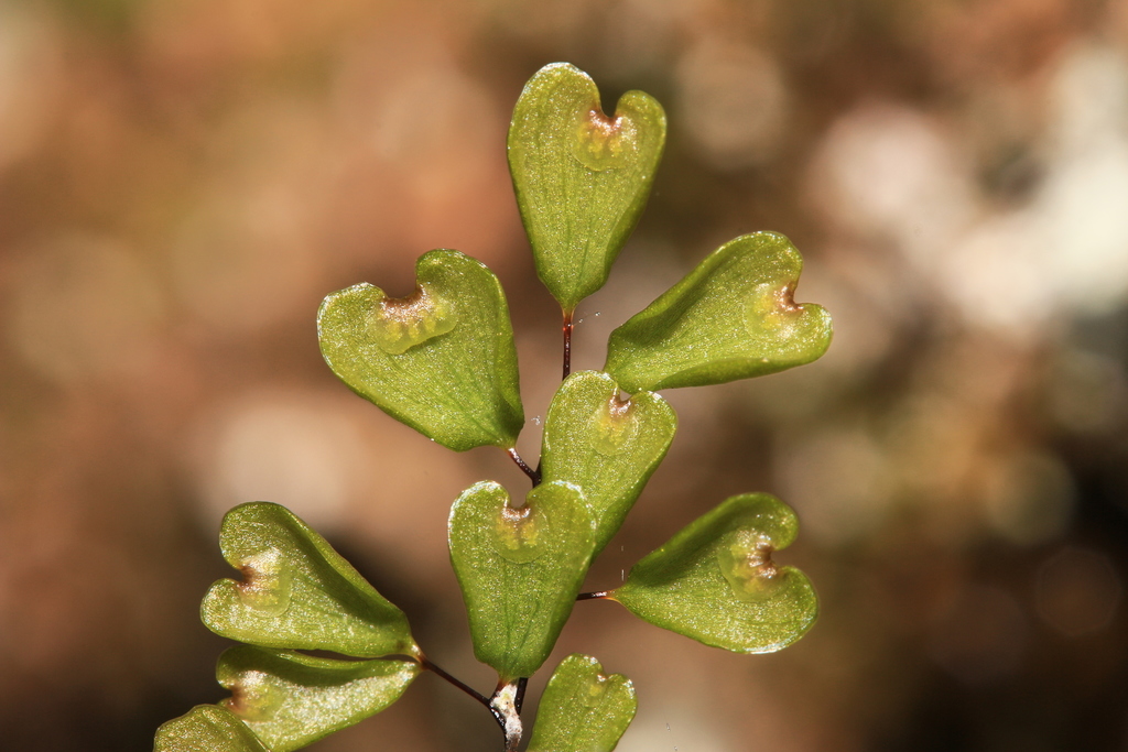Adiantum roborowskii