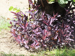 Tradescantia pallida