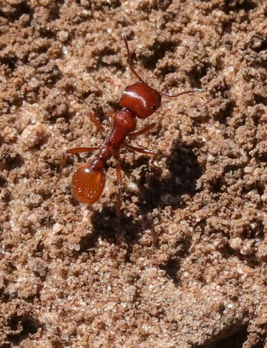 Red Harvester Ant photo 5