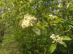 Viburnum lentago