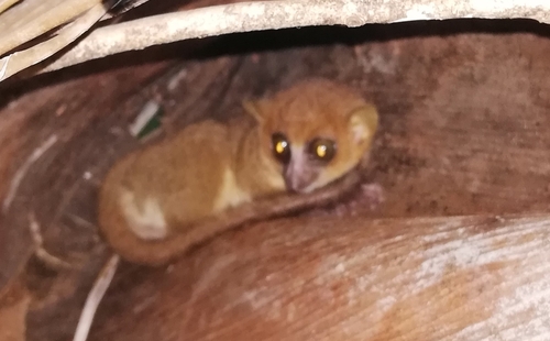 Claire's Mouse Lemur