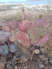 Opuntia gosseliniana