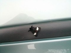 Psychomorpha epimenis