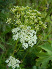Ligusticum canbyi
