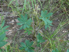 Lupinus burkei