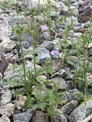 Gilia scopulorum