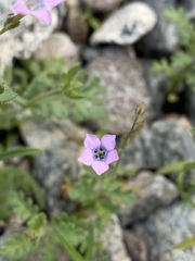 Gilia scopulorum