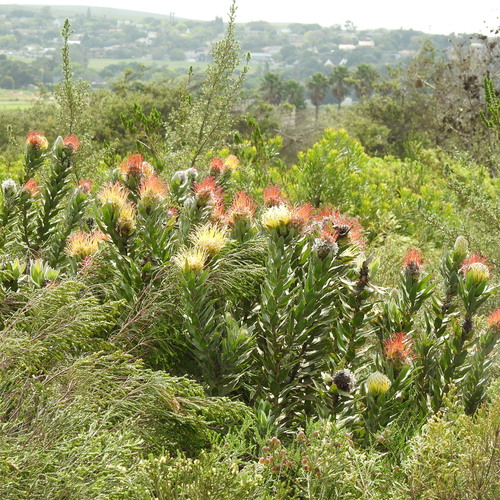 Leucospermum grandiflorum, photograph 5