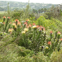 (c) Noeleen du Toit, some rights reserved (CC BY-SA) Leucospermum grandiflorum, photograph (c) Noeleen du Toit, some rights reserved (CC BY-SA)