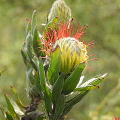 (c) Noeleen du Toit, some rights reserved (CC BY-SA) Leucospermum grandiflorum, photograph (c) Noeleen du Toit, some rights reserved (CC BY-SA)