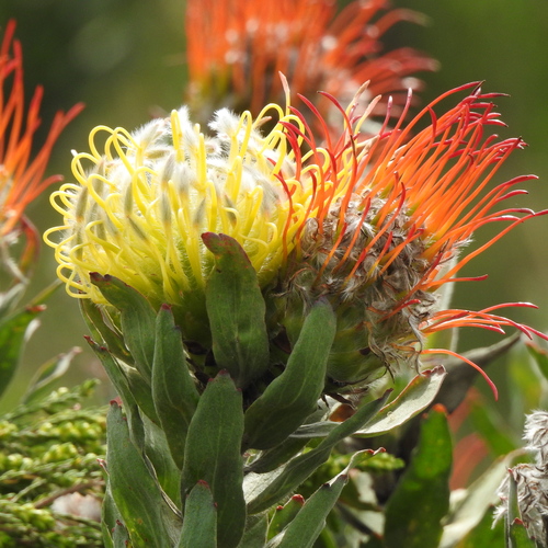 Leucospermum grandiflorum, photograph 6