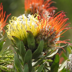 Leucospermum grandiflorum, photograph (c) Noeleen du Toit, some rights reserved (CC BY-SA)