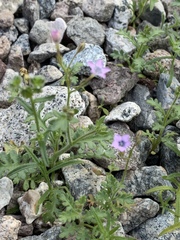 Gilia scopulorum
