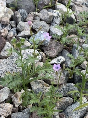 Gilia scopulorum