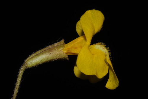 Washington monkeyflower (Erythranthe washingtonensis)