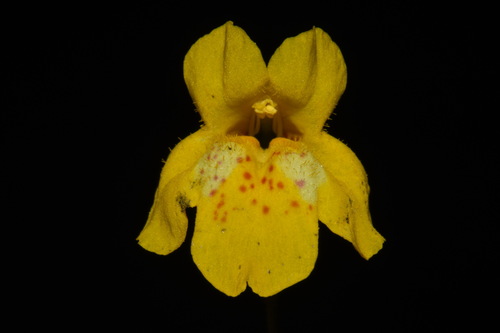 Image of Erythranthe washingtonensis by (c) Brian Finzel, some rights reserved (CC BY-SA)