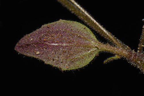 Image of Erythranthe washingtonensis by (c) Brian Finzel, some rights reserved (CC BY-SA)