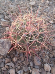 Ferocactus emoryi emoryi