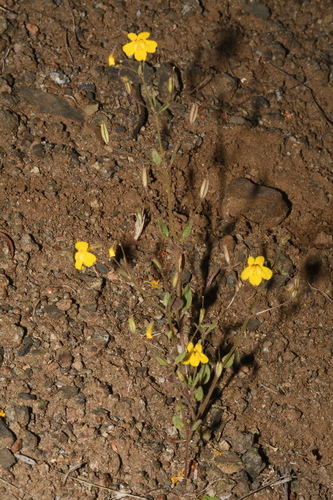 Image of Erythranthe washingtonensis by (c) Brian Finzel, some rights reserved (CC BY-SA)