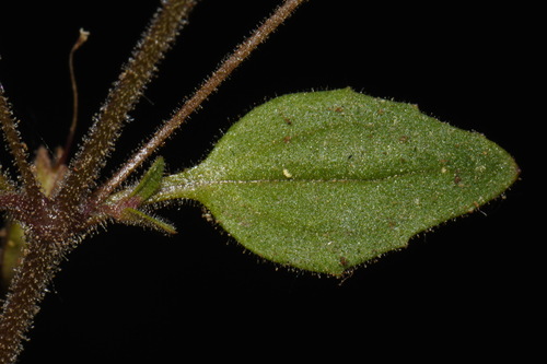 Image of Erythranthe washingtonensis by (c) Brian Finzel, some rights reserved (CC BY-SA)