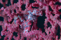 Hippocampus bargibanti