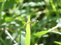 Pterophoridae