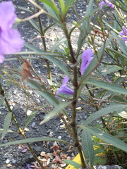Ruellia