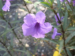 Ruellia