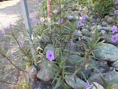 Ruellia