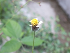 Tridax procumbens