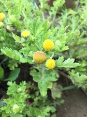 Grangea maderaspatana