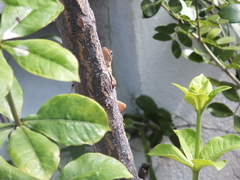 Anolis