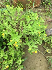 Grangea maderaspatana