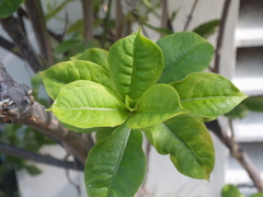 Allamanda blanchetii
