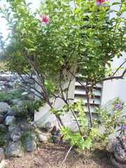 Allamanda blanchetii