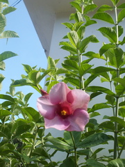 Allamanda blanchetii