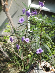 Ruellia