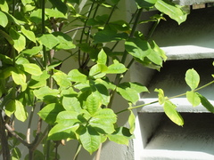 Allamanda blanchetii