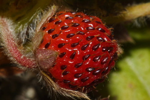 Fragaria chiloensis