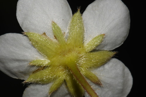Fragaria chiloensis