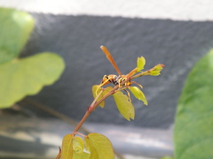 Polistes crinitus