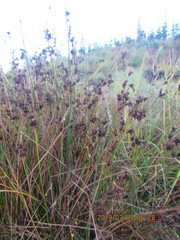 Juncus edgariae