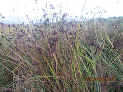Juncus edgariae
