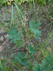 Lupinus burkei