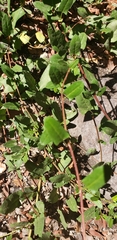 Muehlenbeckia hastulata