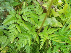 Ligusticum canbyi