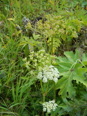 Ligusticum canbyi