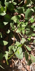 Muehlenbeckia hastulata